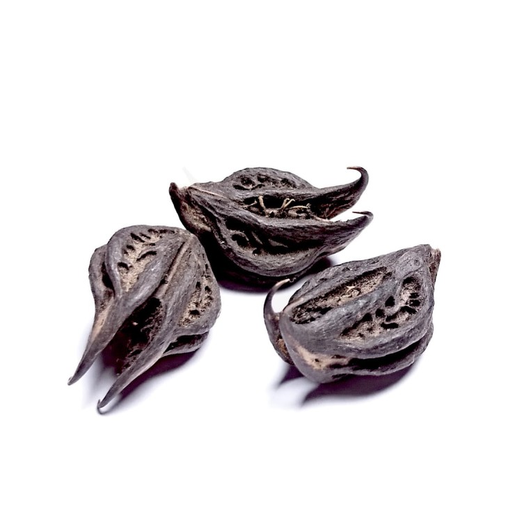 Smocza Głowa (Garra de Exu) – Cedrowe Wzgórza – nasiona używane w magii ochronnej i rytuałach otwierających ścieżki