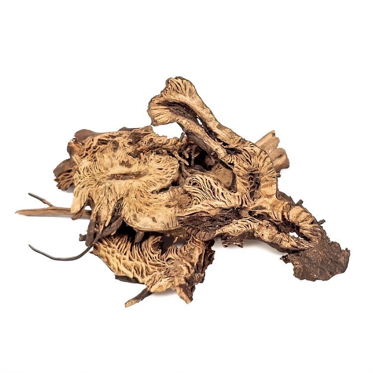 Świecznica (Black Cohosh) – Cedrowe Wzgórza – zioło Hoodoo do ochrony, odcinania toksycznych relacji i przyciągania harmonii. Przykładowy surowiec.
