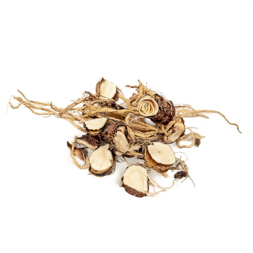 Korzeń Jezebel (Jezebel Root) – Cedrowe Wzgórza – zioło Hoodoo do bogactwa, naprawy związków, dominacji w relacjach i wzmacniania kobiecej siły, do przyciągania wpływowych mężczyzn i poprawy sytuacji finansowej. Przykładowy surowiec.